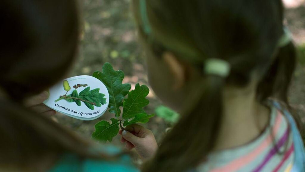 Tree_ID young children identifying different types of leaves